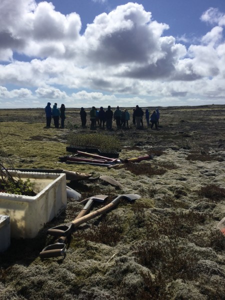 Reforestation plots in Iceland